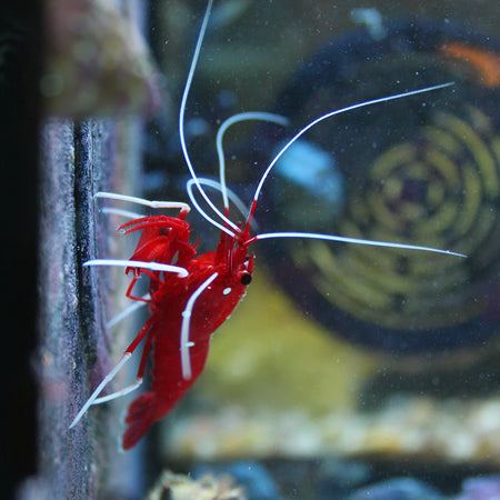 Banded Coral Shrimp: Saltwater Aquarium Shrimp for Marine Reef Aquariums