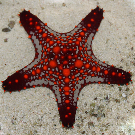 Starfish, Saltwater Star Fish, Blue Linckia, Orange Sea Star