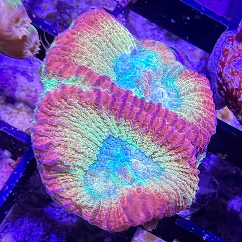 ACI Aquacultured Coral