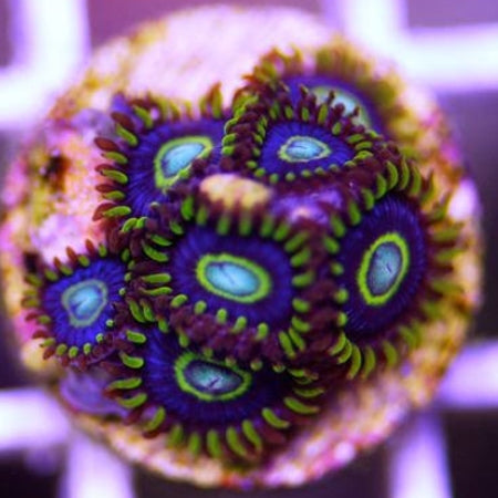 Zoanthids – Barrier Reef Aquariums