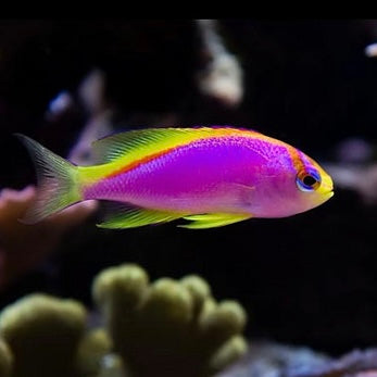 Anthias Fish