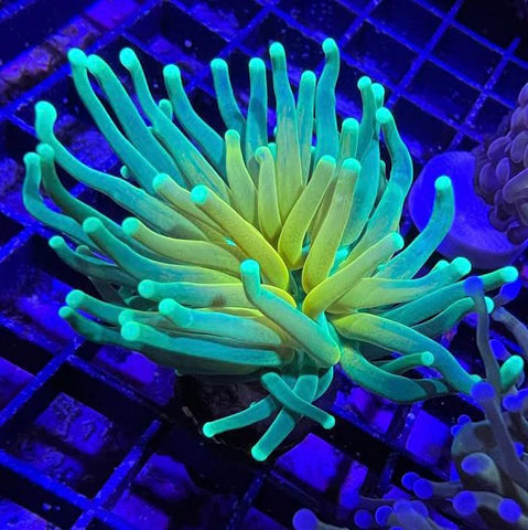 Torch Coral