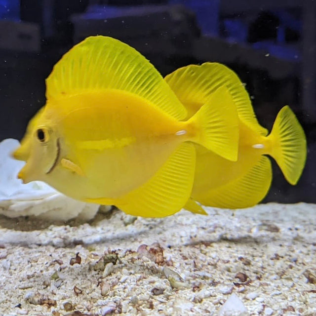 Biota Captive Bred Hawaiian Yellow Tang – Barrier Reef Aquariums