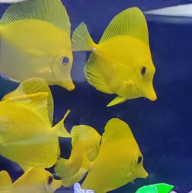 Biota Captive Bred Hawaiian Yellow Tang – Barrier Reef Aquariums