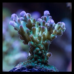 ORA Pearlberry Acropora – Barrier Reef Aquariums