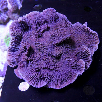 SPS Coral – Barrier Reef Aquariums