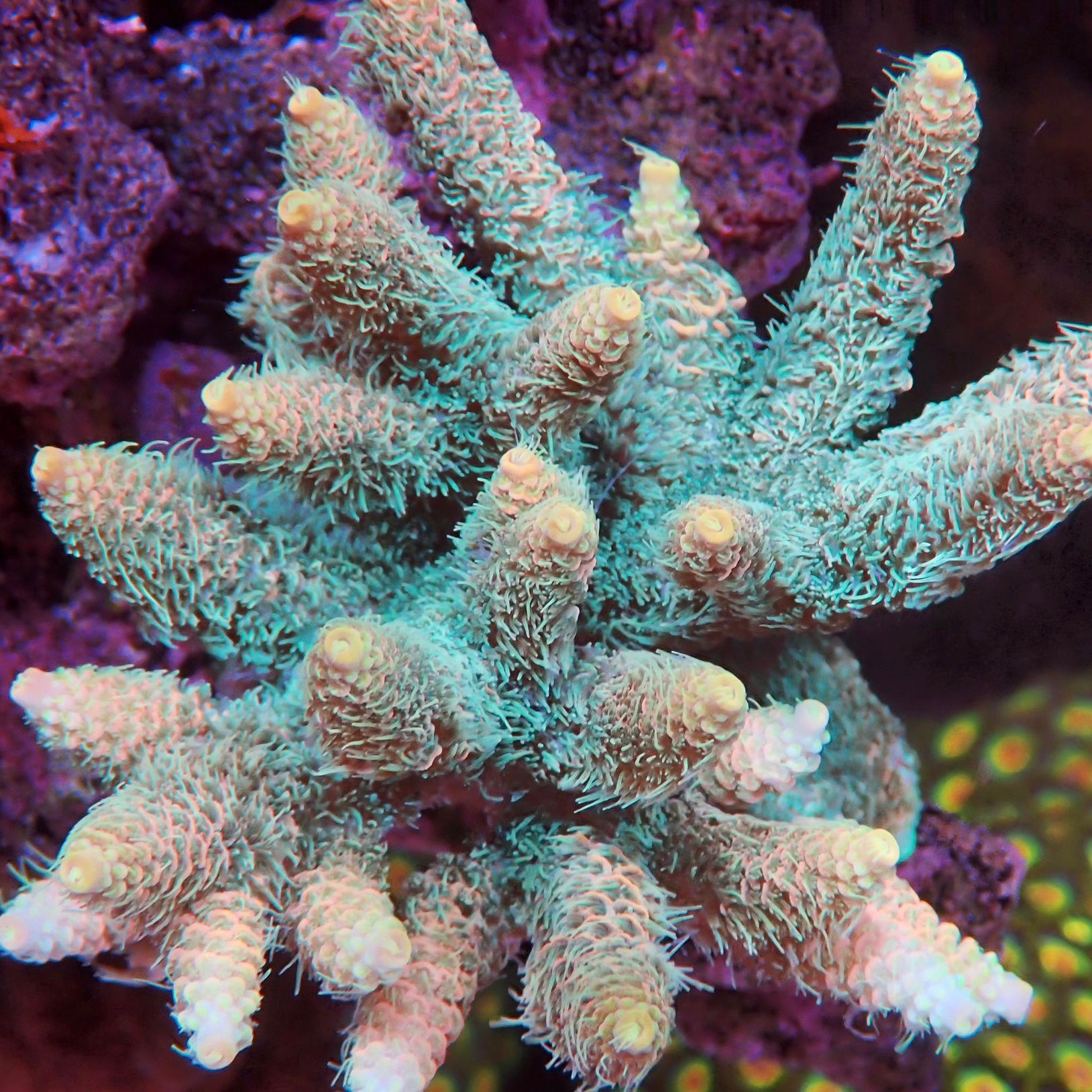 Hawaiian Sticky Punch Millepora – Barrier Reef Aquariums